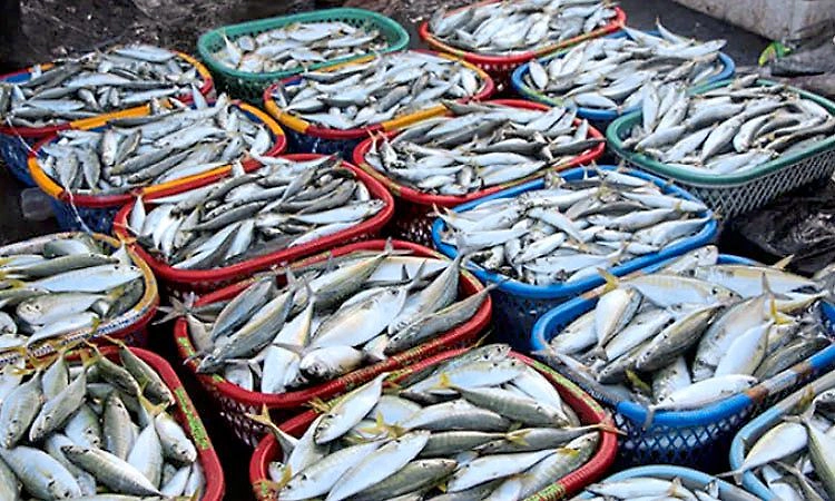 ವಾಣಿಜ್ಯ ಅಡುಗೆ ಅನಿಲದ ವ್ಯತ್ಯಯ; ಹೊಟೇಲ್‌ ಬಂದ್‌:  ಮೀನು ವ್ಯಾಪಾರಕ್ಕೆ ಹೊಡೆತ