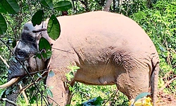 ವಿರಾಜಪೇಟೆ: ಕಾಡಾನೆ ಸೆರೆ     