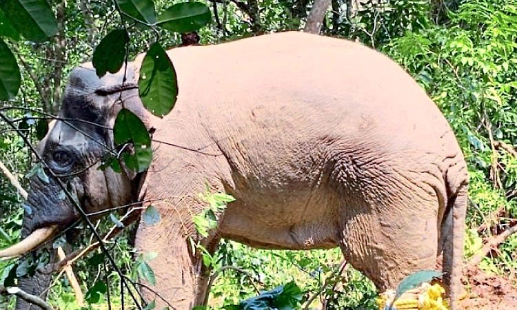 ವಿರಾಜಪೇಟೆ: ಕಾಡಾನೆ ಸೆರೆ     