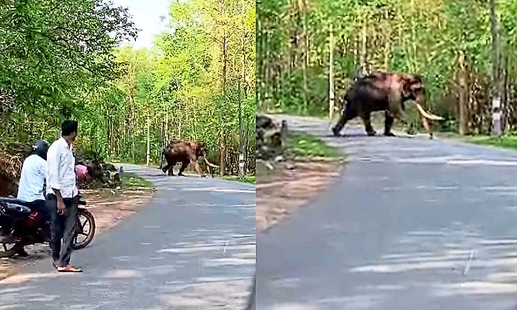 Wild elephant sighted on Chikkamagaluru–Balehonnur highway, raises safety concerns