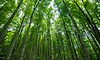 Trees are living beings and now have rights? Canadian town makes historic decision