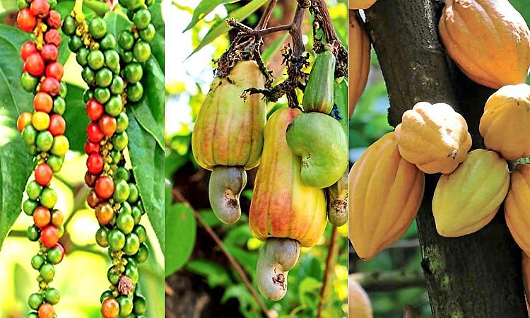 ಇಂದು ಕಾಳುಮೆಣಸು, ಗೇರು, ಕೋಕೋ ಬೆಳೆಗಳ ಉತ್ತಮ ಕೃಷಿ ಪದ್ಧತಿ-ಸಂಸ್ಕರಣೆ ತರಬೇತಿ