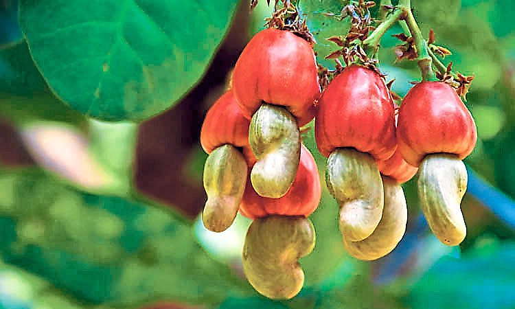 ಗೇರು ಹಣ್ಣಿನ ಮೌಲ್ಯವರ್ಧನೆ ಬೆಳೆಗಾರರಿಗೆ ಪರ್ಯಾಯ ಆದಾಯ ಮೂಲ