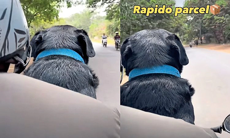 Viral: ರಾಪಿಡೋದಲ್ಲಿ 'ಲಬ್ರಡಾರ್' ಪಾರ್ಸೆಲ್: ವಿಡಿಯೋ ನೋಡಿ ಮನಸೋತ ನೆಟ್ಟಿಗರು!