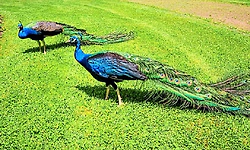 ತುಮಕೂರು: ವಾರದಲ್ಲಿ 32 ನವಿಲುಗಳ ನಿಗೂಢ ಸಾವು 