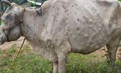 Monsoon approaching: Be cautious about lumpy skin disease in cattle; how to prepare medicines for treatment