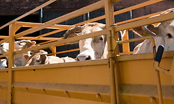 Mob attacks two men inquiring alleged illegal cattle transport in Bengaluru outskirts