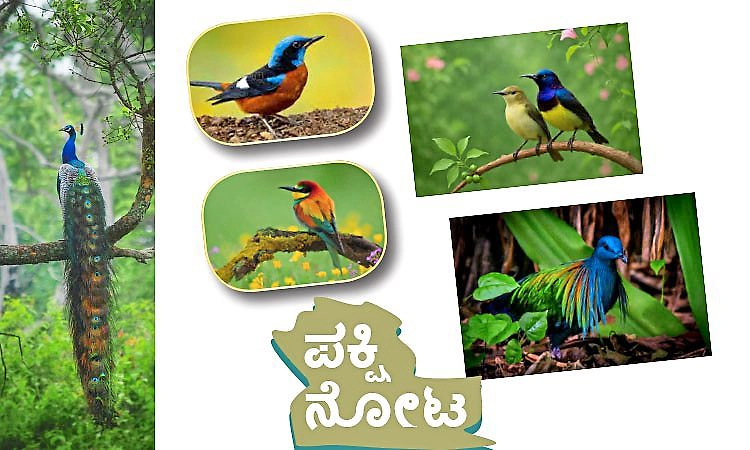 Birds: ಪಕ್ಷಿ ನೋಟ