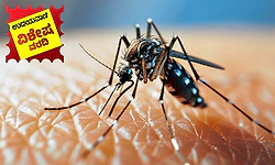 Mangaluru: ಡೆಂಗ್ಯೂ ಹರಡುವ ಸಮಯ; ಮುನ್ನೆಚ್ಚರಿಕೆಯೇ ಮದ್ದು