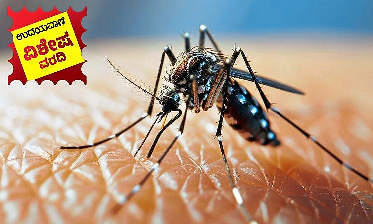 Mangaluru: ಡೆಂಗ್ಯೂ ಹರಡುವ ಸಮಯ; ಮುನ್ನೆಚ್ಚರಿಕೆಯೇ ಮದ್ದು