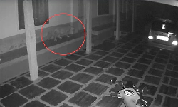 Leopard carries away puppy from house in Shivamogga village, CCTV captures incident