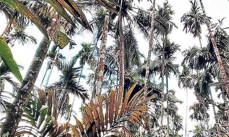 ಅಡಿಕೆ ಮರಗಳ ಎಲೆ ಕರಕಲು; ದುಷ್ಕೃತ್ಯ ಶಂಕೆ