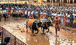 ಮೈಸೂರು ದಸರಾ ವೇಳೆ ಕಂಬಳ: 100 ಕೋಣಗಳ ಜೋಡಿ ಭಾಗಿ ನಿರೀಕ್ಷೆ  