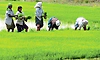 ಬೆಳೆವಿಮೆ ಯೋಜನೆ: ರೈತರ ನೋಂದಣಿಗೆ ಜು. 31 ಕೊನೆಯ ದಿನ