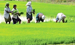 ಬೆಳೆವಿಮೆ ಯೋಜನೆ: ರೈತರ ನೋಂದಣಿಗೆ ಜು. 31 ಕೊನೆಯ ದಿನ