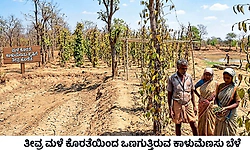 ಹೂ ಬಿಡದ ಬಳ್ಳಿಗಳು; ಇಳುವರಿ ಕುಸಿತದ ಭೀತಿ
