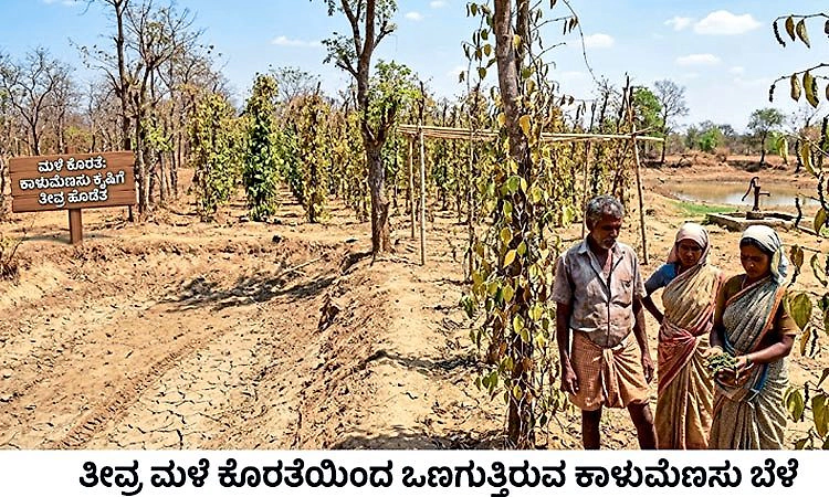 ಹೂ ಬಿಡದ ಬಳ್ಳಿಗಳು; ಇಳುವರಿ ಕುಸಿತದ ಭೀತಿ