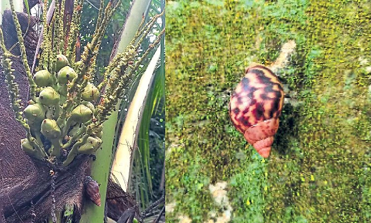 Udupi: ನಗರಕ್ಕೂ ಬಂದಿದೆ, ಆಫ್ರಿಕನ್‌ ಬಸವನ ಹುಳು!