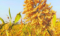 ಬರದ ಬಿಸಿ: ಬೆಳೆ ವಿಮೆ ನೋಂದಣಿ ಶೇ.30 ಹೆಚ್ಚಳ