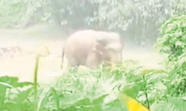 ಬೆಳ್ತಂಗಡಿ: ನದಿಯಲ್ಲಿ ಒಂಟಿ ಸಲಗ ಪ್ರತ್ಯಕ್ಷ