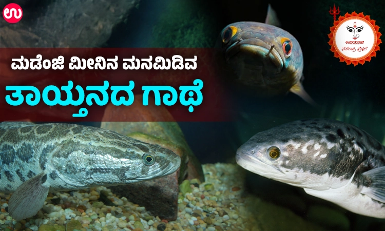 Navratri Special: ತಾಯಿಗೆ ಪಾಶವಾದ ಕರುಳಬಳ್ಳಿ!  ಮಡೆಂಜಿ ಮೀನಿನ ಮನಮಿಡಿವ ತಾಯ್ತನದ ಗಾಥೆ