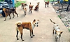 Kundapur: ಹೆಚ್ಚುತ್ತಿರುವ ಬೀದಿ ನಾಯಿ ಹಾವಳಿ