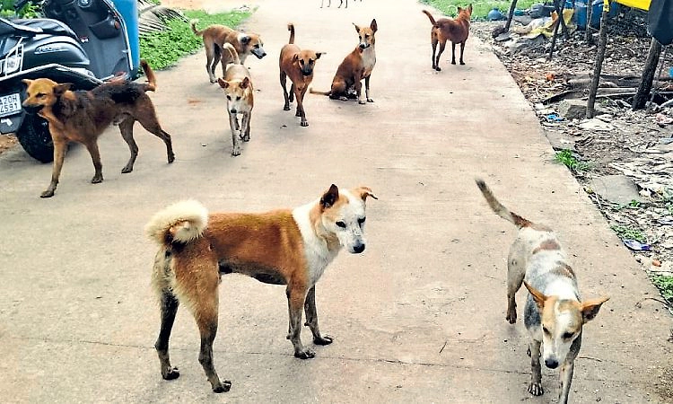 Kundapur: ಹೆಚ್ಚುತ್ತಿರುವ ಬೀದಿ ನಾಯಿ ಹಾವಳಿ
