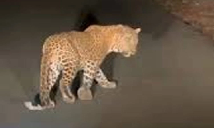 Brahmavar: Leopard killed in road accident, rider injured