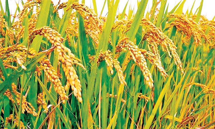 Rain deficit and fear of yield drop: District administration completely ignores paddy growers