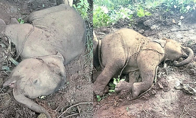 One-year-old elephant calf found dead in Thodikana