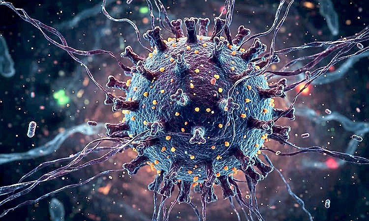 Shamonda virus: Everything you need to know about the first human case, symptoms and transmission