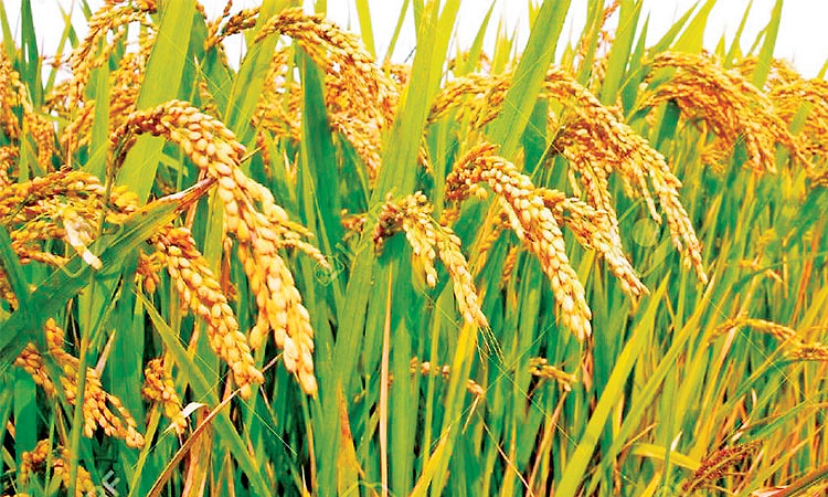 ಮಳೆ ಕೊರತೆ,ಇಳುವರಿ ಕುಸಿತದ ಆತಂಕ:ಭತ್ತದ ಬೆಳೆಗಾರರನ್ನು ಸಂಪೂರ್ಣ ನಿರ್ಲಕ್ಷಿಸಿದ ಜಿಲ್ಲಾಡಳಿತ