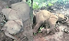 ತೊಡಿಕಾನ: ಒಂದು ವರ್ಷ ಪ್ರಾಯದ ಆನೆ ಮರಿ‌ ಸಾವು!