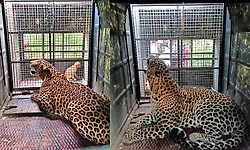 Chamarajanagar: ತಗ್ಗಲೂರು; ಬೋನಿಗೆ ಬಿದ್ದ ಹೆಣ್ಣು ಚಿರತೆ; ರೈತರು ನಿರಾಳ