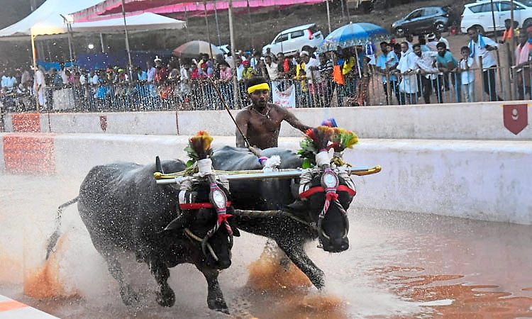 Siddakatte Kodange Kambala: ಫೈನಲ್‌ ಓಟವೇ ಟೈ..: ಸೀಸನ್‌ ನ ಮೊದಲ ಕಂಬಳಕ್ಕೆ ರೋಚಕ ಅಂತ್ಯ