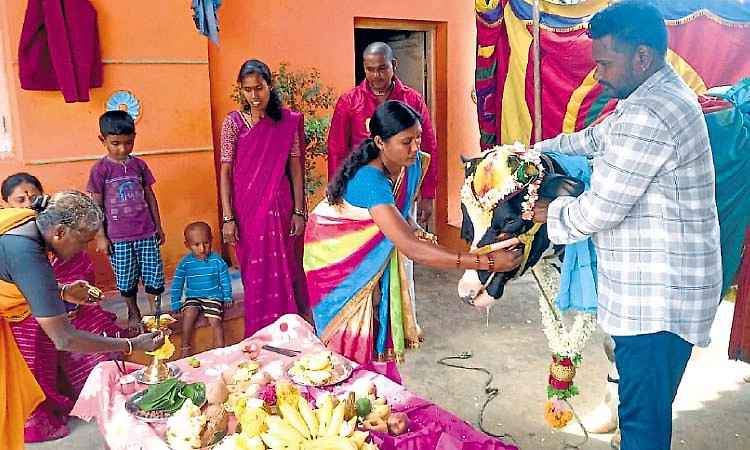 Channarayapatna: ಹಸುವಿಗೆ ಸೀಮಂತ ಮಾಡಿ, ಬಿರಿಯಾನಿ ಊಟ ಹಾಕಿದ ರೈತ  