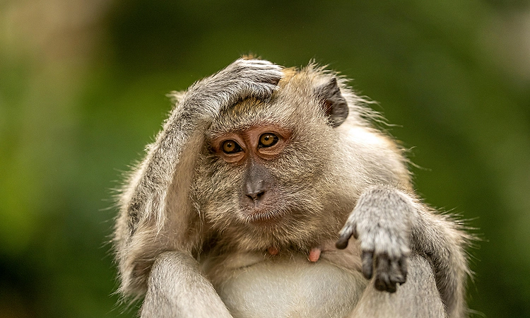 Monkey deaths in Kundapura not due to KFD: Health Department