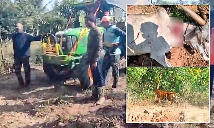 Tractor driver narrowly escapes tiger attack while ploughing field in Hunsur taluk