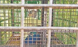 ಯಳಂದೂರು: ಚಿರತೆ ಸೆರೆಗೆ ಇಟ್ಟಿದ್ದ ಬೋನಿನಲ್ಲಿ ಸಿಲುಕಿ ವ್ಯಕ್ತಿ ನರಳಾಟ