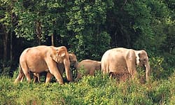 ಕಾಡಾನೆಗಳ ಓಡಿಸಲು ಕೃತಕ ಬುದ್ಧಿಮತ್ತೆಯ ‘ಕೂಗು’ ಕ್ಯಾಮೆರಾ!