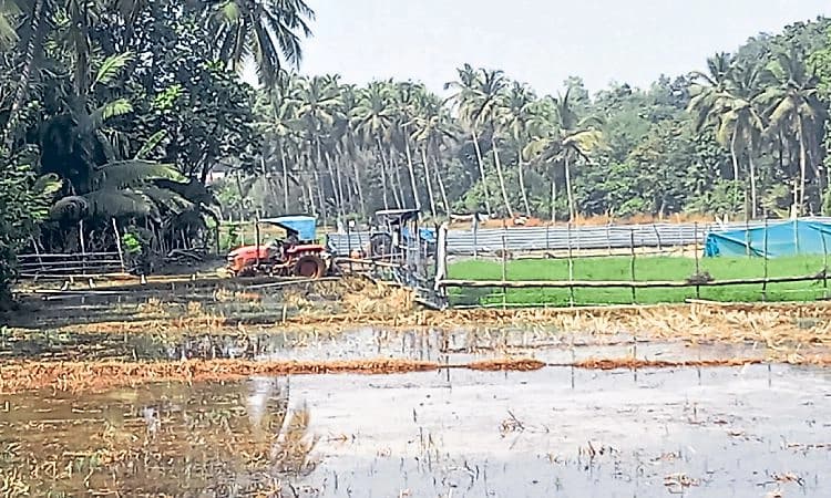 Kundapura: ರೈತರ ಗದ್ದೆಗೆ ಬಂತು ವಾರಾಹಿ ನೀರು