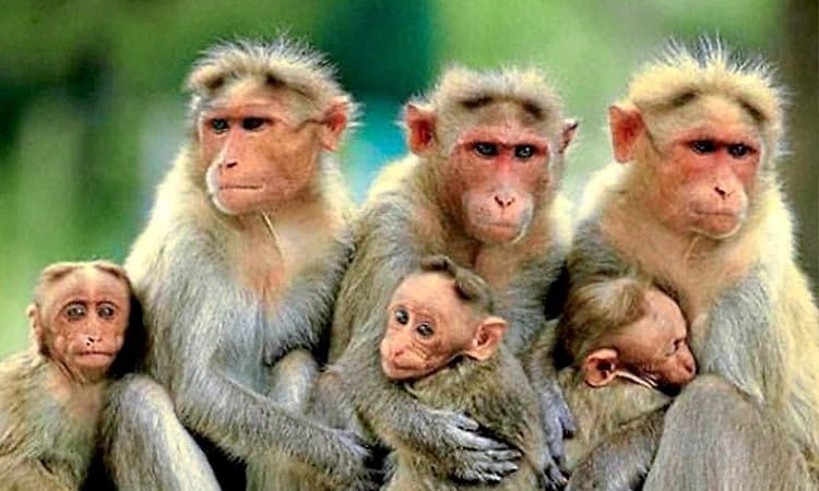 ಜನರಲ್ಲಿ ಹೆಚ್ಚಿದ ಆತಂಕ: ಮಡಾಮಕ್ಕಿಯಲ್ಲೂ 10 ಮಂಗಗಳ ಶವ ಪತ್ತೆ