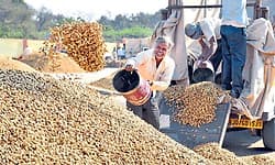 Kota: ಶೇಂಗಾ ಬಿತ್ತನೆ ಬೀಜ ಗುಣಮಟ್ಟದ ಬಗ್ಗೆ ಆತಂಕ