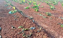 ಕಪ್ಪತಗಿರಿ ಕಾಡಂಚಿನ ಜಮೀನಿಗಳಲ್ಲಿ ಕಾಡುಪ್ರಾಣಿ ಹಾವಳಿ