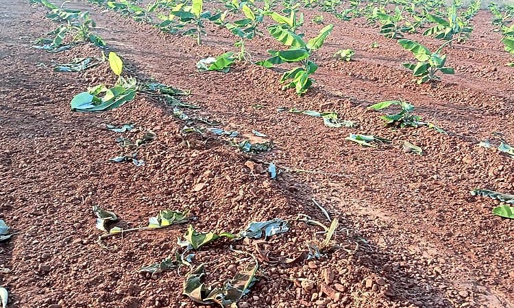 ಕಪ್ಪತಗಿರಿ ಕಾಡಂಚಿನ ಜಮೀನಿಗಳಲ್ಲಿ ಕಾಡುಪ್ರಾಣಿ ಹಾವಳಿ