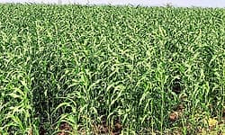 Ranebennur; ಬಿಳಿಜೋಳ ಬಿಟ್ಟು ಬೇರೆ ಬೆಳೆಯತ್ತ ಕೃಷಿಕರ ಚಿತ್ತ !