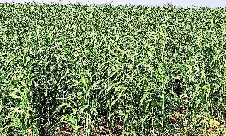 Ranebennur; ಬಿಳಿಜೋಳ ಬಿಟ್ಟು ಬೇರೆ ಬೆಳೆಯತ್ತ ಕೃಷಿಕರ ಚಿತ್ತ !