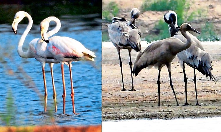 Pothnal: ತುಂಗಭದ್ರಾ ನದಿ ತೀರದಲ್ಲಿ ವಲಸೆ ಹಕ್ಕಿಗಳ ಕಲರವ