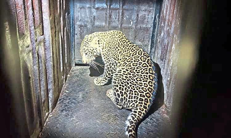 ಮದ್ದಯ್ಯನಹುಂಡಿ: ಬೋನಿಗೆ ಬಿದ್ದ ಗಂಡು ಚಿರತೆ... ನಿಟ್ಟುಸಿರು ಬಿಟ್ಟ ರೈತರು