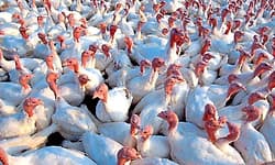 ಕೇರಳದಲ್ಲಿ ಹಕ್ಕಿ ಜ್ವರ ದೃಢ: ಮುನ್ನೆಚ್ಚರಿಕೆಗೆ ಸೂಚನೆ